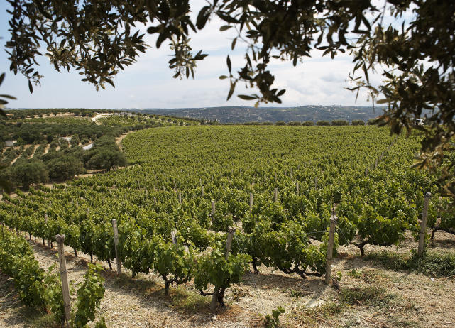 Vineyards, Boutari Wineries - Boutari