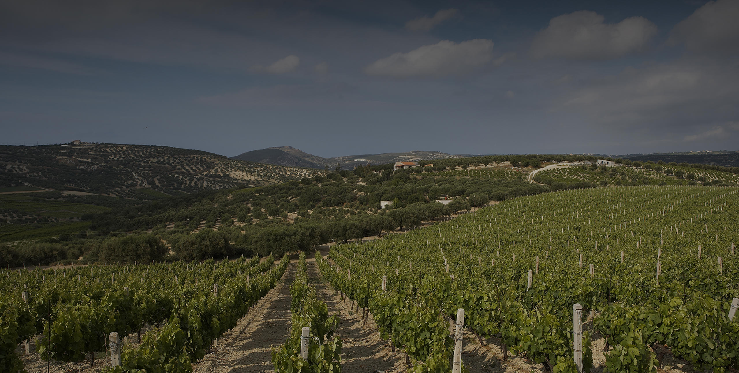 Contact: Visit our vineyards - Boutari